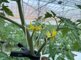 그린애농장님의 토마토 · 영농일지 작성글 사진