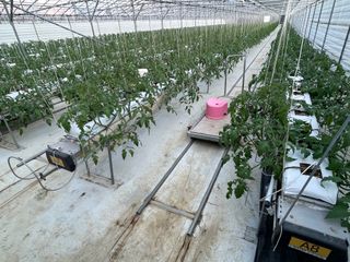 그린애농장님의 토마토 · 영농일지 작성글 사진