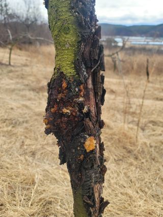 김재현님의 복숭아 · 병해충상담 작성글 사진