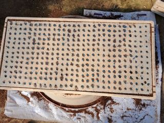 마정숙님의 고추 · 품종•종자 작성글 사진