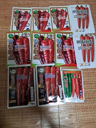 마정숙님의 고추 · 품종•종자 작성글 사진