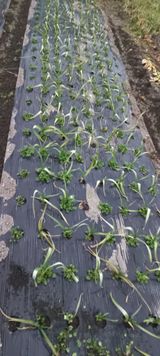 팜모닝 마늘·병해충상담 게시글 이미지