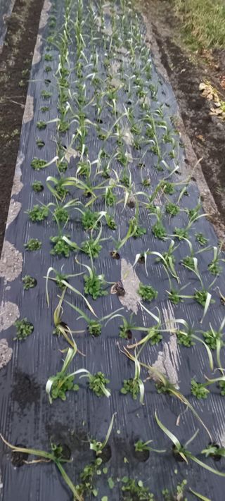 장도리님의 마늘 · 병해충상담 작성글 사진