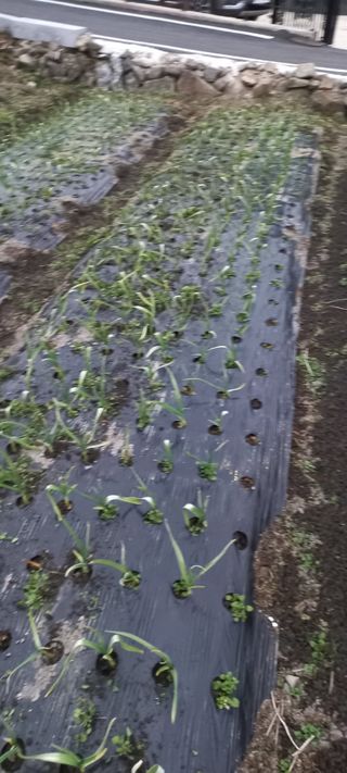 장도리님의 마늘 · 병해충상담 작성글 사진