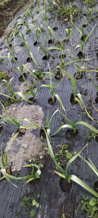 장도리님의 마늘 · 병해충상담 작성글 사진