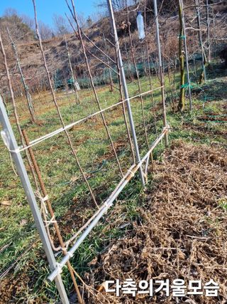 풍요님의 복숭아 · 자유게시판 작성글 사진