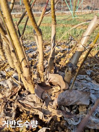 풍요님의 복숭아 · 자유게시판 작성글 사진