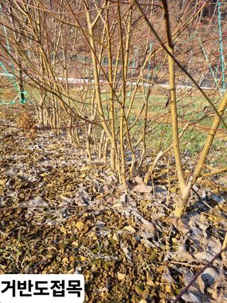 풍요님의 복숭아 · 자유게시판 작성글 사진