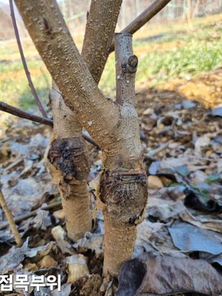 풍요님의 복숭아 · 자유게시판 작성글 사진