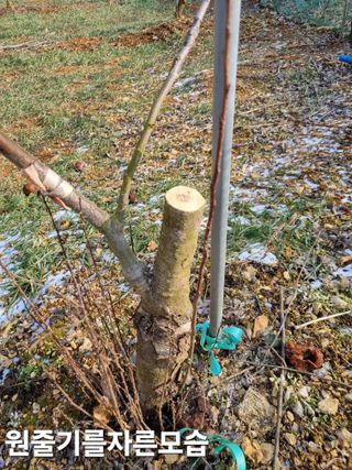 풍요님의 복숭아 · 자유게시판 작성글 사진