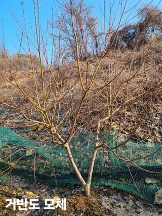 풍요님의 복숭아 · 자유게시판 작성글 사진