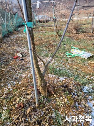 풍요님의 복숭아 · 자유게시판 작성글 사진