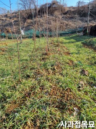 풍요님의 복숭아 · 자유게시판 작성글 사진
