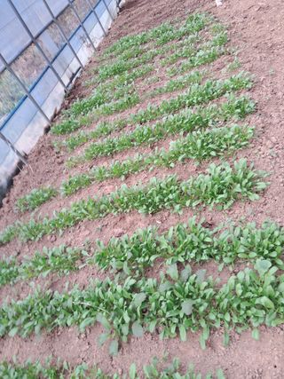 최한기님의 시금치 · 수확 작성글 사진