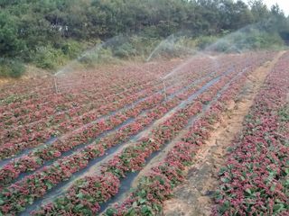 김명복님의 그동안 생산한 농작물은? · 참여글 작성글 사진