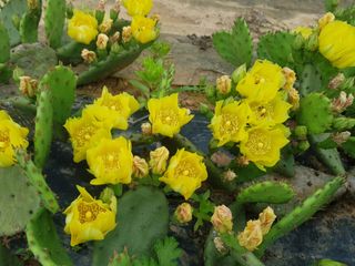 김명복님의 그동안 생산한 농작물은? · 참여글 작성글 사진