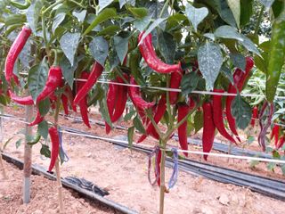 김명복님의 그동안 생산한 농작물은? · 참여글 작성글 사진