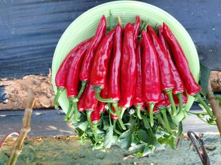 김명복님의 그동안 생산한 농작물은? · 참여글 작성글 사진