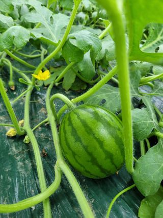 주재호님의 그동안 생산한 농작물은? · 참여글 작성글 사진