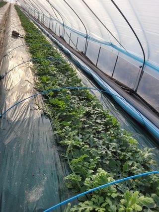 주재호님의 그동안 생산한 농작물은? · 참여글 작성글 사진