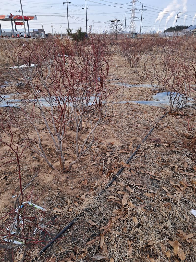 장터 상품 [왕블루베리 8년생판매] 썸네일