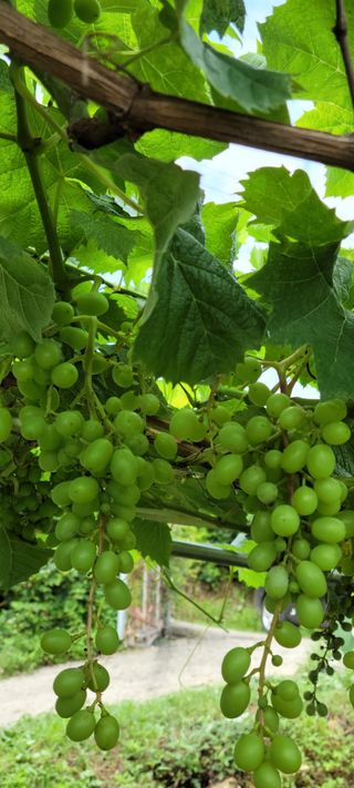 이숲농원님의 그동안 생산한 농작물은? · 참여글 작성글 사진