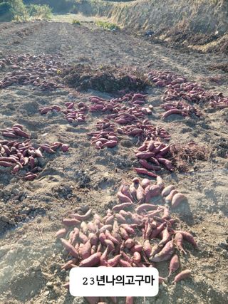 이숲농원님의 그동안 생산한 농작물은? · 참여글 작성글 사진