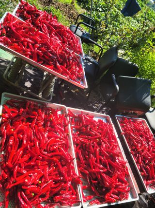 이숲농원님의 그동안 생산한 농작물은? · 참여글 작성글 사진