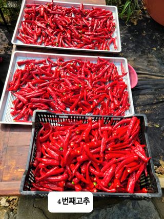 이숲농원님의 그동안 생산한 농작물은? · 참여글 작성글 사진