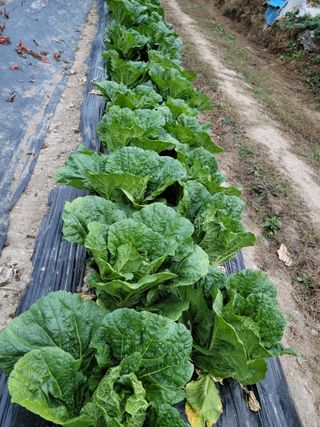 이숲농원님의 그동안 생산한 농작물은? · 참여글 작성글 사진