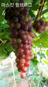 팜모닝 그동안 생산한 농작물은?·참여글 게시글 이미지