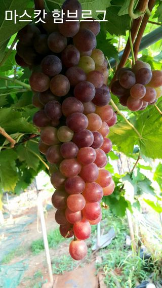 승진포도원님의 그동안 생산한 농작물은? · 참여글 작성글 사진