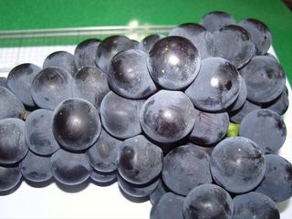 승진포도원님의 그동안 생산한 농작물은? · 참여글 작성글 사진