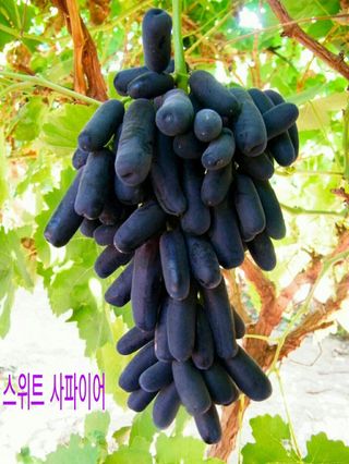 승진포도원님의 그동안 생산한 농작물은? · 참여글 작성글 사진