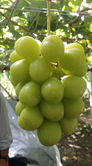 승진포도원님의 그동안 생산한 농작물은? · 참여글 작성글 사진