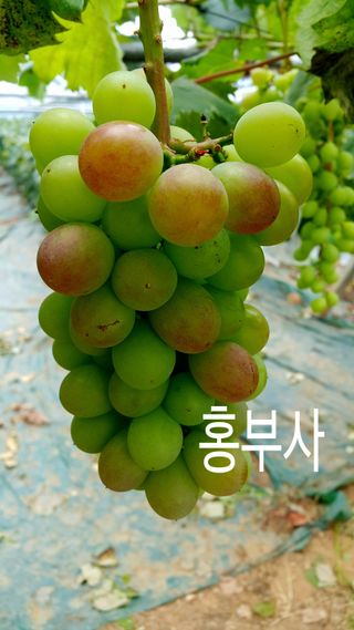 승진포도원님의 그동안 생산한 농작물은? · 참여글 작성글 사진