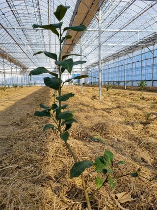 선선농원님의 기타작물 · 영농일지 작성글 사진