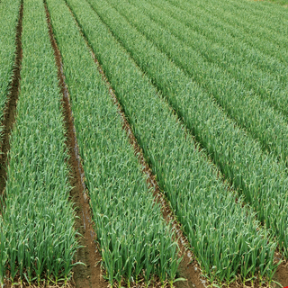 대산농사대장님의 마늘 · 일상 작성글 사진