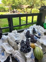 팜모닝 그동안 생산한 농작물은?·참여글 게시글 이미지