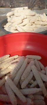 팜모닝 자유주제·자유게시판 게시글 이미지