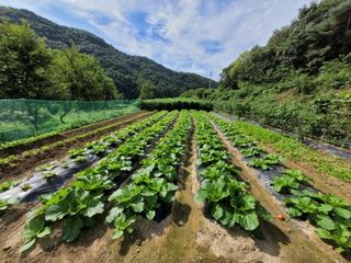 이기석님의 그동안 생산한 농작물은? · 참여글 작성글 사진