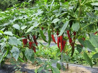 이기석님의 그동안 생산한 농작물은? · 참여글 작성글 사진