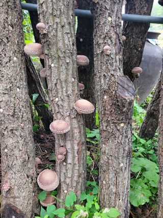 이기석님의 그동안 생산한 농작물은? · 참여글 작성글 사진