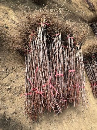 일심묘목농원님의 기타작물 · 자유게시판 작성글 사진