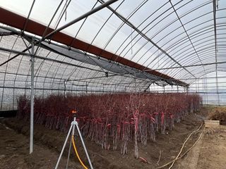 일심묘목농원님의 기타작물 · 자유게시판 작성글 사진