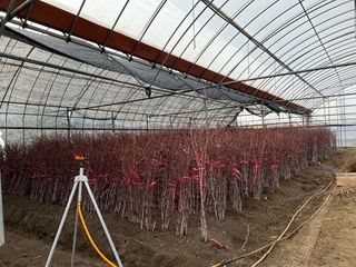 일심묘목농원님의 기타작물 · 자유게시판 작성글 사진