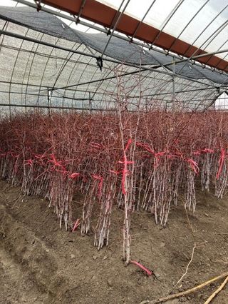 일심묘목농원님의 기타작물 · 자유게시판 작성글 사진