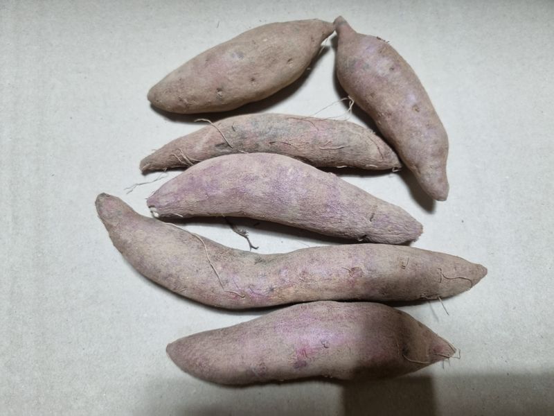 장터 상품 [애견용 호박고구마 직거래 판매 ] 썸네일