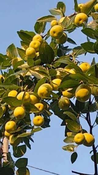 탁철남님의 그동안 생산한 농작물은? · 참여글 작성글 사진