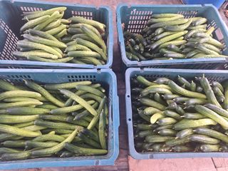 신동원님의 그동안 생산한 농작물은? · 참여글 작성글 사진